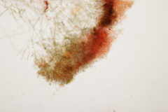 Byssocorticium atrovirens