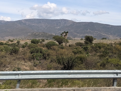 Myrtillocactus schenckii, photograph 2