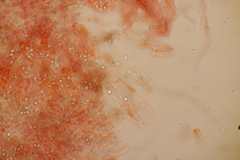 Byssocorticium atrovirens