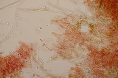 Byssocorticium atrovirens