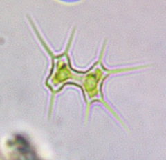 Xanthidium octocorne