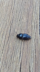 Coleoptera