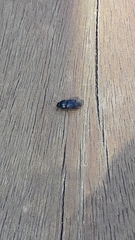 Coleoptera