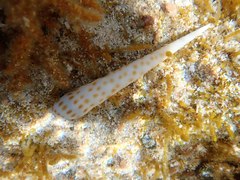 Terebra consobrina
