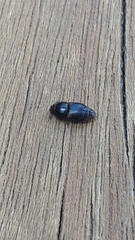 Coleoptera