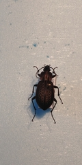 Carabus maeander