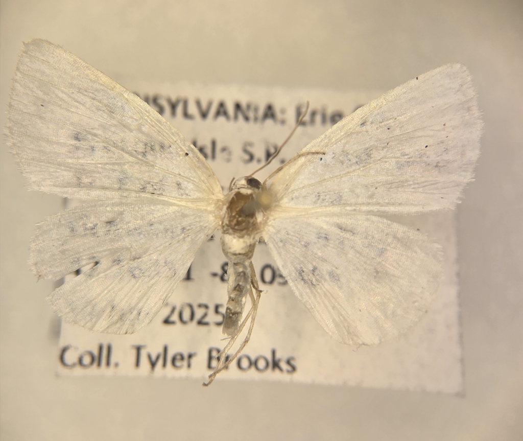 White Spring Moth from Erie, PA 16507, USA on June 18, 2025 by Tyler ...