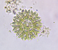 Pediastrum obtusum