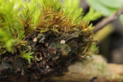 Octospora affinis