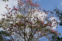 Handroanthus impetiginosus