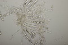 Octospora affinis