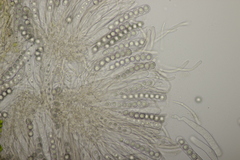 Octospora affinis