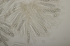 Octospora affinis