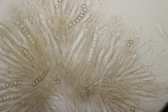 Octospora affinis