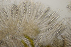 Octospora affinis