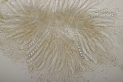 Octospora affinis