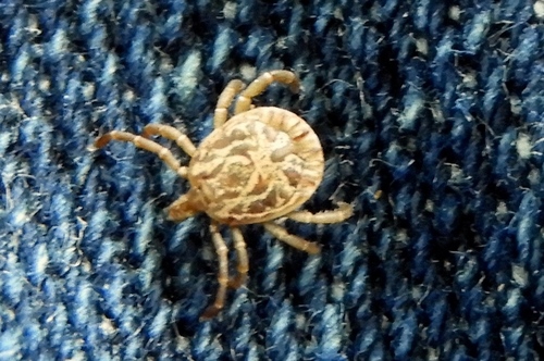 Cayenne Tick