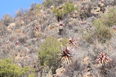 Aloe comosa