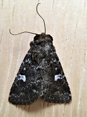 Properigea albimacula