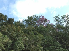 Handroanthus impetiginosus