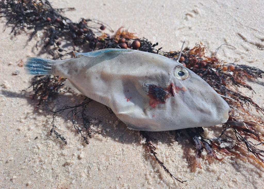 Degens vijlvis (Thamnaconus degeni) — Monacanthidae