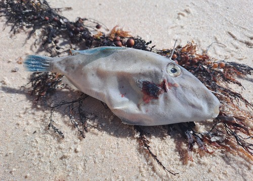 Bluefin leatherjacket (Thamnaconus degeni) — Monacanthidae