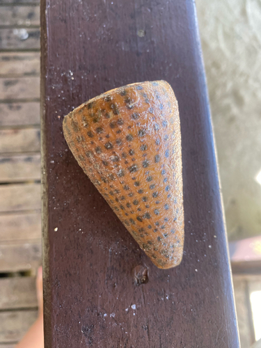 Leopard Cone