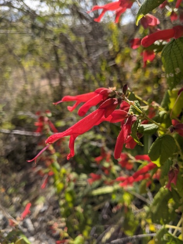 Salvia sessei, photograph 5
