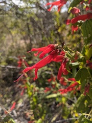 Salvia sessei, photograph (c) Zac Peterson, some rights reserved (CC BY)