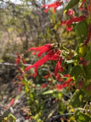 Salvia sessei, photograph (c) Zac Peterson, some rights reserved (CC BY)