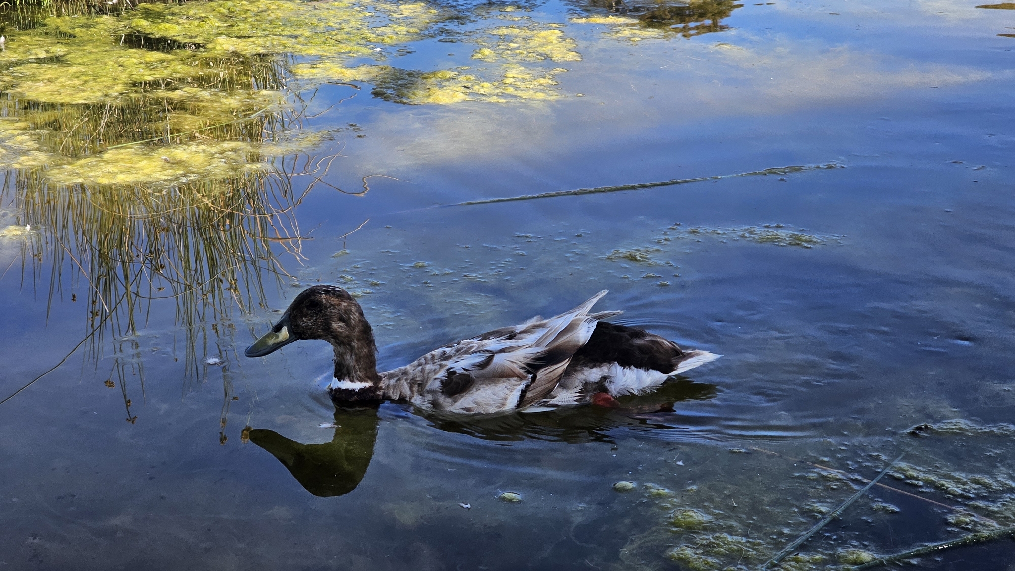 Anas platyrhynchos f. domesticus