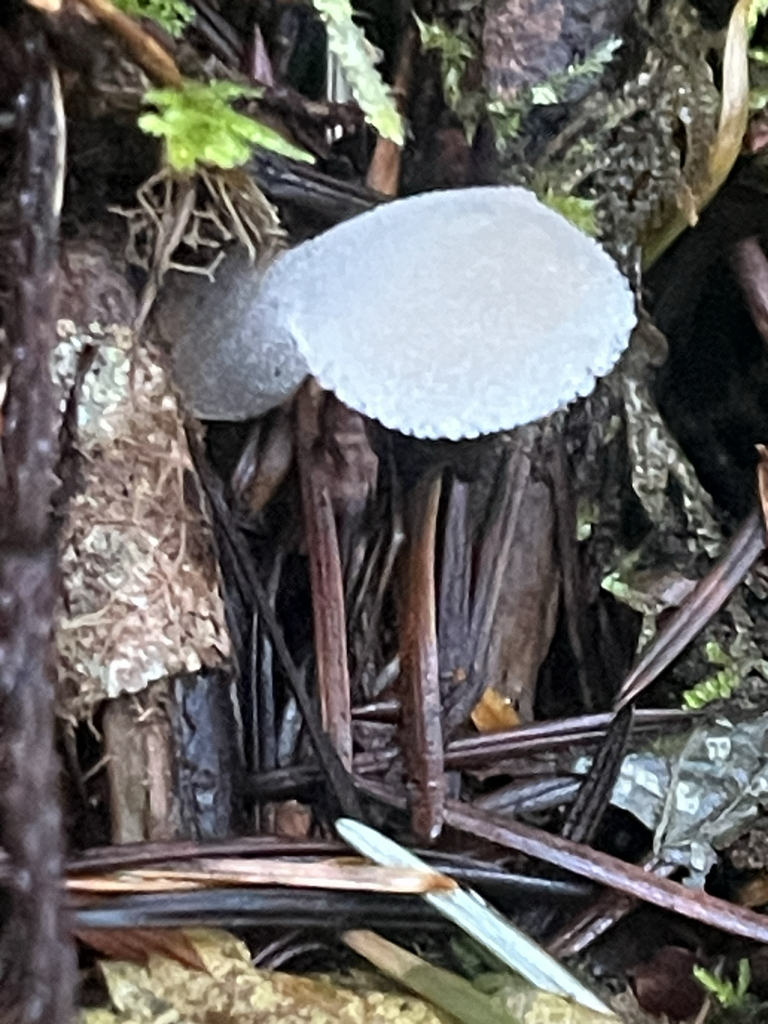 Pseudohydnum gelatinosum · November 2025 · photo: © lynn112 (iNaturalist, cc-by)