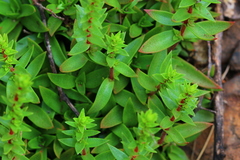 Crassula setulosa setulosa