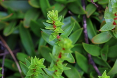 Crassula setulosa setulosa