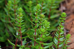 Crassula setulosa setulosa