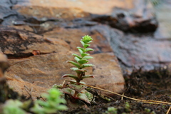 Crassula setulosa setulosa