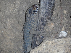 Lepidophyma flavimaculatum