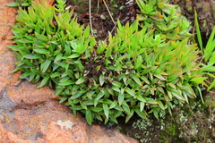 Crassula setulosa jenkinsii