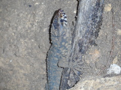 Lepidophyma flavimaculatum