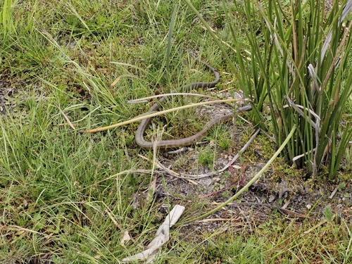 Tiger Snake sighting