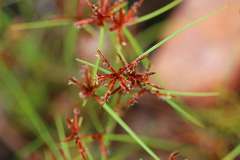 Cyperus rupestris