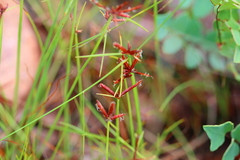 Cyperus rupestris