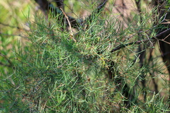 Asparagus cooperi