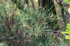 Asparagus cooperi