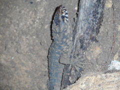 Lepidophyma flavimaculatum
