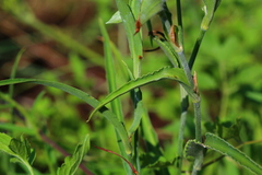 Commelina livingstonii
