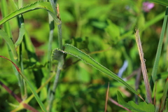 Commelina livingstonii