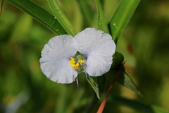 Commelina livingstonii