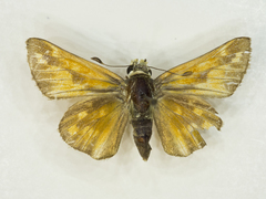 Hesperia pahaska martini