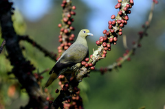 Treron formosae formosae